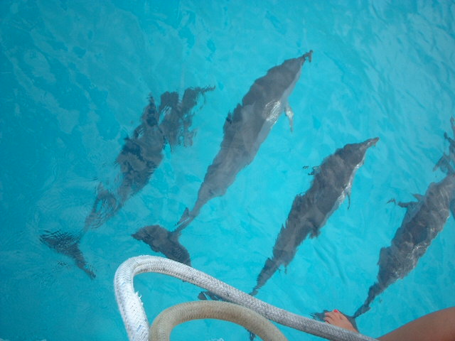 Dolphins