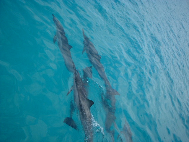 Dolphins
