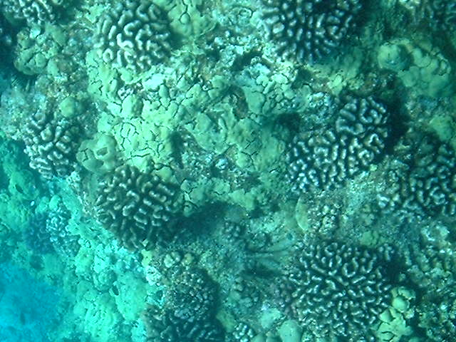 Under The Sea