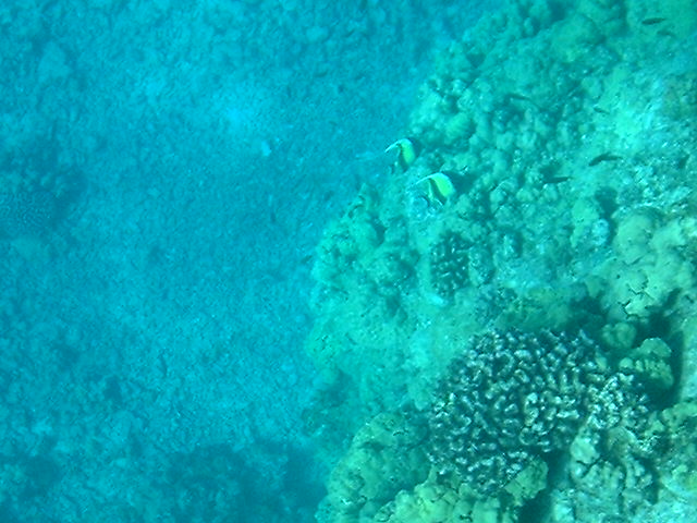 Under The Sea