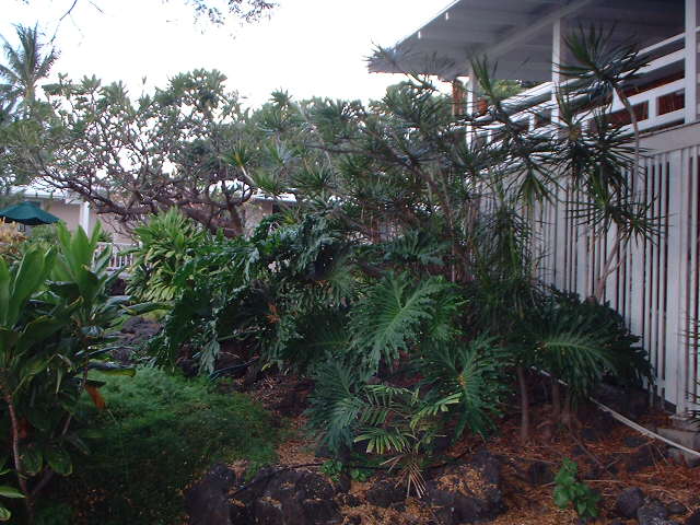 The Seabreeze